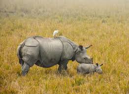 kaziranga tour package