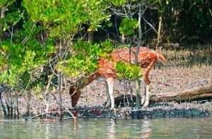 sundarban tour package