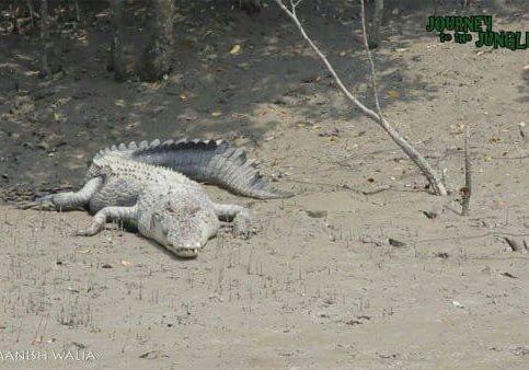 2 night 3 days sundarban tour