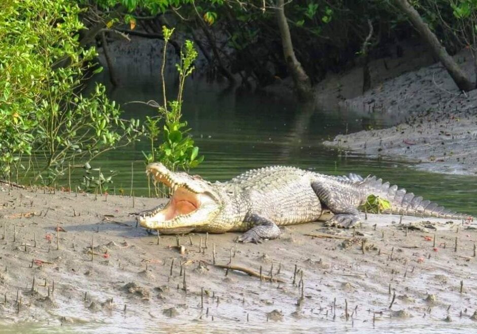 bonnie camp sundarban tour package