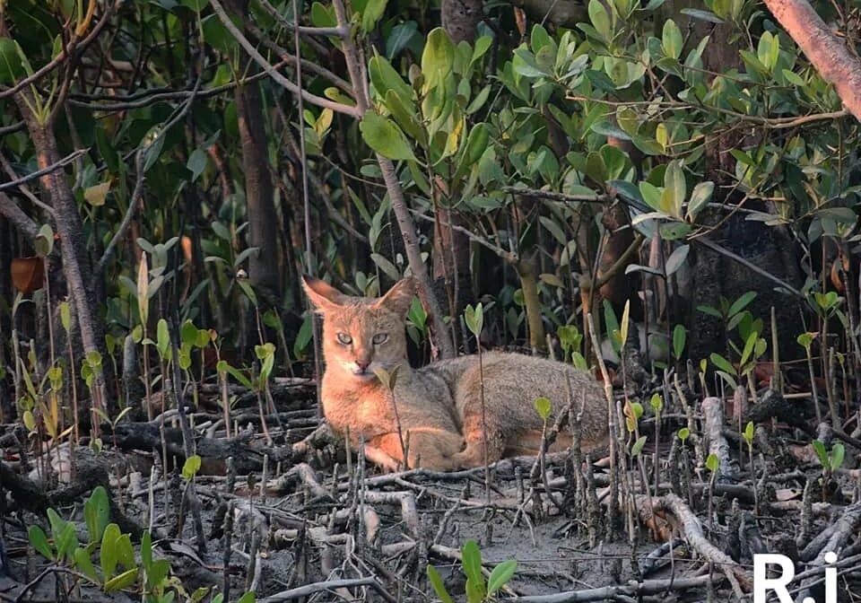 sundarban day tour