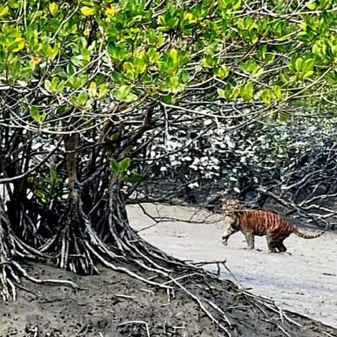 trip to sundarbans